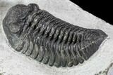 Adrisiops Weugi Trilobite - Recently Described Phacopid #110707-4